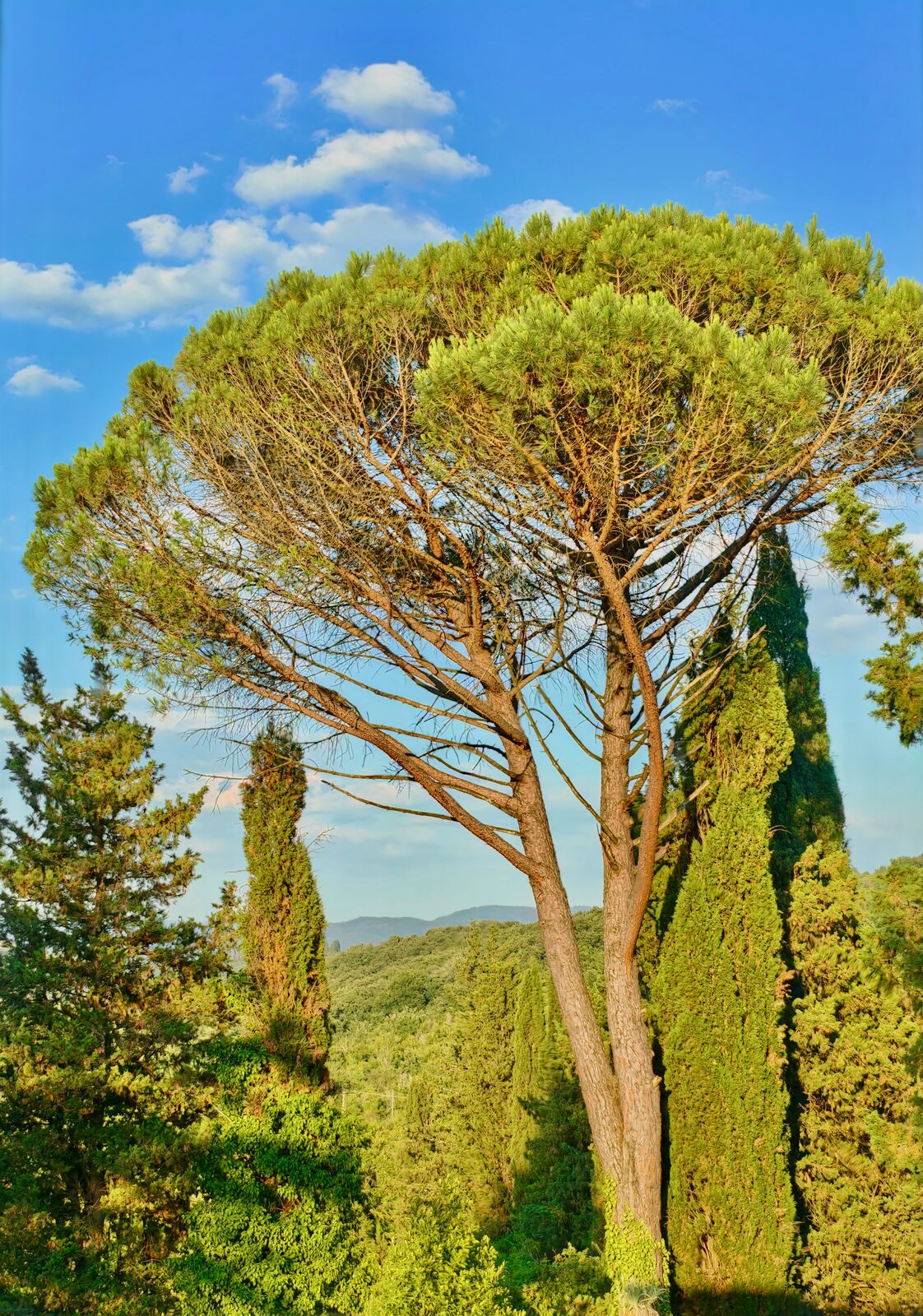 Umbrella pine against blue sky
